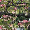 ハナミズキの花言葉と花の色(種類)時期と特徴-画像-写真・歌詞・英語