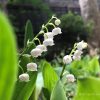 すずらん(鈴蘭)の花言葉と育て方・白い可愛い花の画像-写真・英語で?
