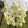 春に咲く花[水仙]白い-黄色い花の画像・河川敷に美しく咲く癒し動画