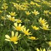 春の黄色い花[姫リュウキンカ(姫立金花)]花言葉と4Ｋ映像-河原の風景