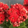 春の花カランコエの種類・多肉植物・可愛い花と葉の特徴・画像・綺麗